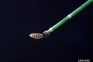 field horsetail, Equisetum arvense  (Equisetales: Equisetaceae) - 1551063