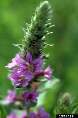 purple loosestrife, Lythrum salicaria  (Myrtales: Lythraceae) - 1551088