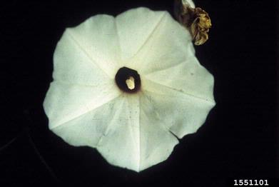 bigroot morningglory, Ipomoea pandurata  (Solanales: Convolvulaceae) - 1551101
