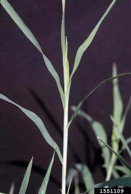 wirestem muhly, Muhlenbergia frondosa  (Cyperales: Poaceae) - 1551109