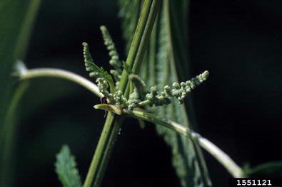 European stinging nettle , Urtica dioica ssp. dioica (Urticales: Urticaceae) - 1551121