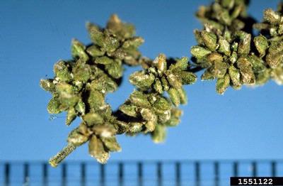 European stinging nettle , Urtica dioica ssp. dioica (Urticales: Urticaceae) - 1551122