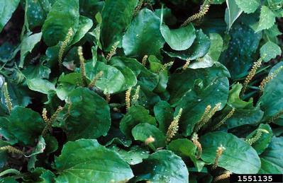 blackseed plantain, Plantago rugelii  (Plantaginales: Plantaginaceae) - 1551135