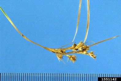 slender rush, Juncus tenuis  (Juncales: Juncaceae) - 1551142