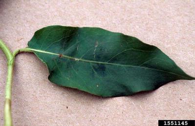 water knotweed, Polygonum amphibium  (Polygonales: Polygonaceae) - 1551145