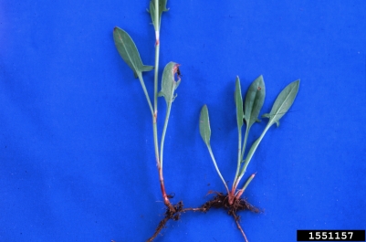 red sorrel, Rumex acetosella  (Polygonales: Polygonaceae) - 1551157