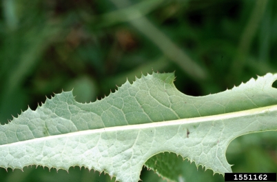 perennial sowthistle, Sonchus arvensis  (Asterales: Asteraceae) - 1551162