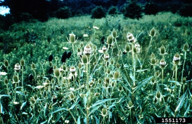 teasel, Dipsacus spp.  (Dipsacales: Dipsacaceae) - 1551173