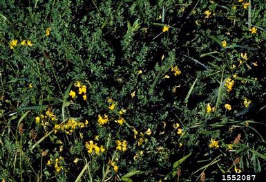 birdsfoot trefoil, Lotus corniculatus  (Fabales: Fabaceae (Leguminosae)) - 1552087