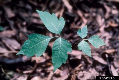 eastern poison-ivy, Toxicodendron radicans  (Sapindales: Anacardiaceae) - 1552115