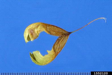 boxelder, Acer negundo  (Sapindales: Aceraceae) - 1552120