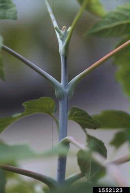 boxelder, Acer negundo  (Sapindales: Aceraceae) - 1552123