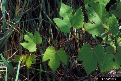 wine grape, Vitis vinifera  (Rhamnales: Vitaceae) - 1552127