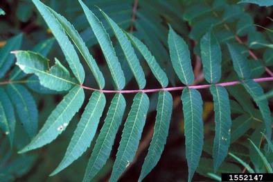 smooth sumac, Rhus glabra  (Sapindales: Anacardiaceae) - 1552147
