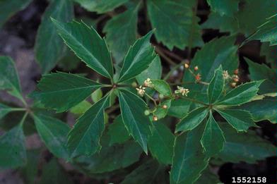 Virginia-creeper, Parthenocissus quinquefolia  (Rhamnales: Vitaceae) - 1552158