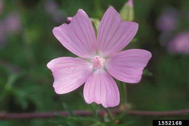 musk mallow, Malva moschata  (Malvales: Malvaceae) - 1552168