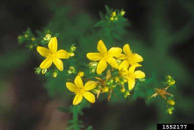 common St. Johnswort, Hypericum perforatum  (Theales: Clusiaceae) - 1552177