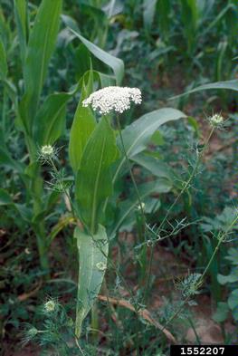 Queen Anne's lace, wild carrot, Daucus carota  (Apiales: Apiaceae) - 1552207