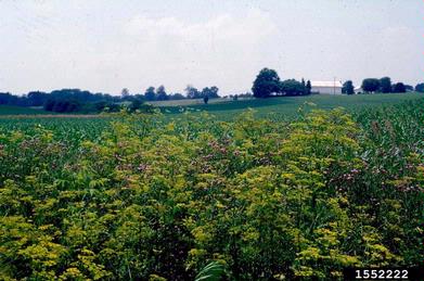 wild parsnip, Pastinaca sativa  (Apiales: Apiaceae) - 1552222