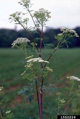 poison-hemlock, Conium maculatum  (Apiales: Apiaceae) - 1552226