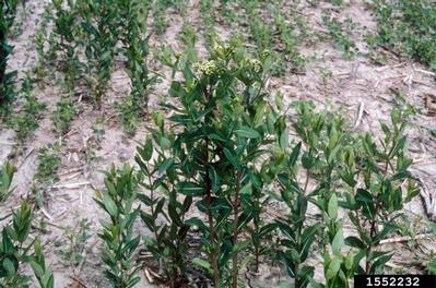hemp dogbane, Apocynum cannabinum  (Gentianales: Apocynaceae) - 1552232
