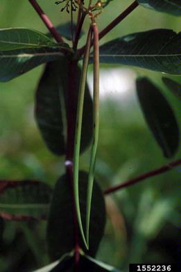hemp dogbane, Apocynum cannabinum  (Gentianales: Apocynaceae) - 1552236