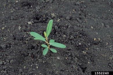 hemp dogbane, Apocynum cannabinum  (Gentianales: Apocynaceae) - 1552240