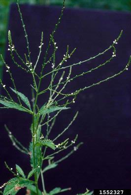 white vervain, Verbena urticifolia  (Lamiales: Verbenaceae) - 1552327
