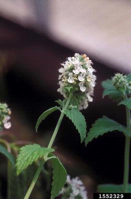catnip, Nepeta cataria  (Lamiales: Lamiaceae) - 1552329