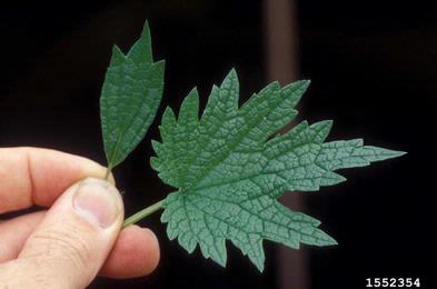 motherwort, Leonurus cardiaca  (Lamiales: Lamiaceae) - 1552354