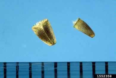 motherwort, Leonurus cardiaca  (Lamiales: Lamiaceae) - 1552358