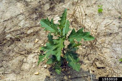nightshade, Solanum spp.  (Solanales: Solanaceae) - 1553010