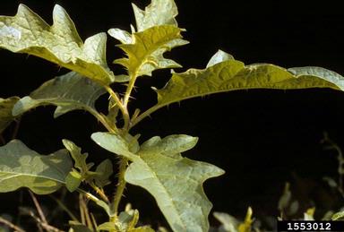 nightshade, Solanum spp.  (Solanales: Solanaceae) - 1553012