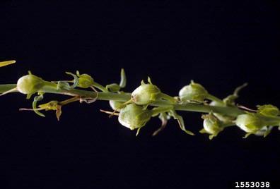 toadflax, Linaria spp.  (Scrophulariales: Scrophulariaceae) - 1553038