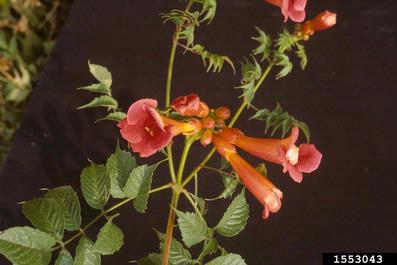 trumpetcreeper, Campsis radicans  (Scrophulariales: Bignoniaceae) - 1553043