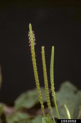 blackseed plantain, Plantago rugelii  (Plantaginales: Plantaginaceae) - 1553052