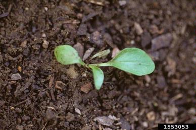 blackseed plantain, Plantago rugelii  (Plantaginales: Plantaginaceae) - 1553053