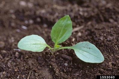 broadleaf plantain, Plantago major  (Plantaginales: Plantaginaceae) - 1553060