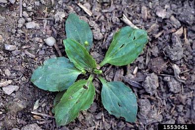broadleaf plantain, Plantago major  (Plantaginales: Plantaginaceae) - 1553061