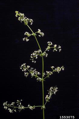 smooth bedstraw, Cruciata laevipes  (Rubiales: Rubiaceae) - 1553075