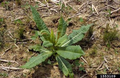 teasel, Dipsacus spp.  (Dipsacales: Dipsacaceae) - 1553109