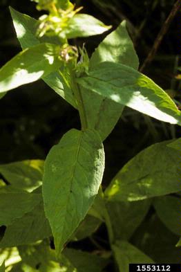 lobelia/cardinalflower, Lobelia spp.  (Campanulales: Campanulaceae) - 1553112