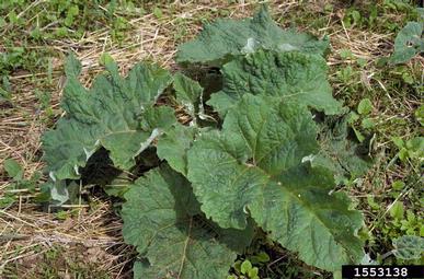 common burdock, Arctium minus  (Asterales: Asteraceae) - 1553138