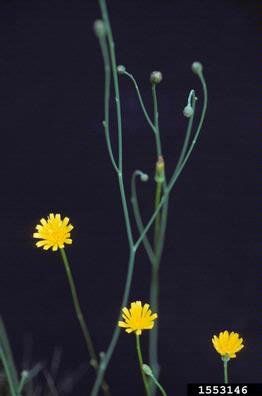 hairy cat's ear, Hypochaeris radicata  (Asterales: Asteraceae) - 1553146