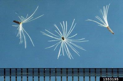 hawkweeds, Hieracium spp.  (Asterales: Asteraceae) - 1553195