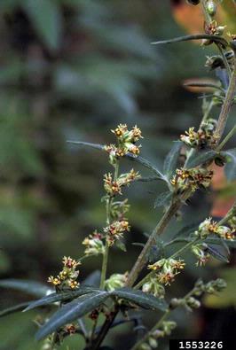 mugwort, Artemisia vulgaris  (Asterales: Asteraceae) - 1553226