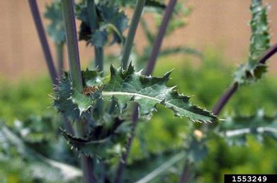perennial sowthistle, Sonchus arvensis  (Asterales: Asteraceae) - 1553249