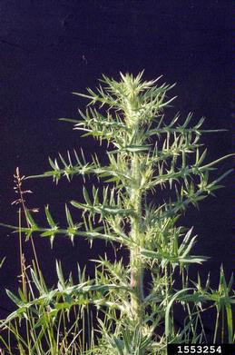 bull thistle, Cirsium vulgare  (Asterales: Asteraceae) - 1553254