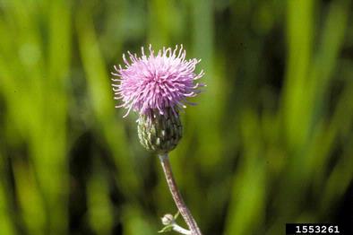 Canada thistle, Cirsium arvense  (Asterales: Asteraceae) - 1553261