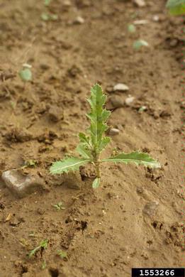 Canada thistle, Cirsium arvense  (Asterales: Asteraceae) - 1553266
